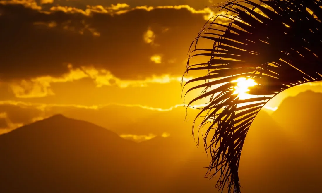 The sun breaking under cloud behind a mountain, a palm frond across the light