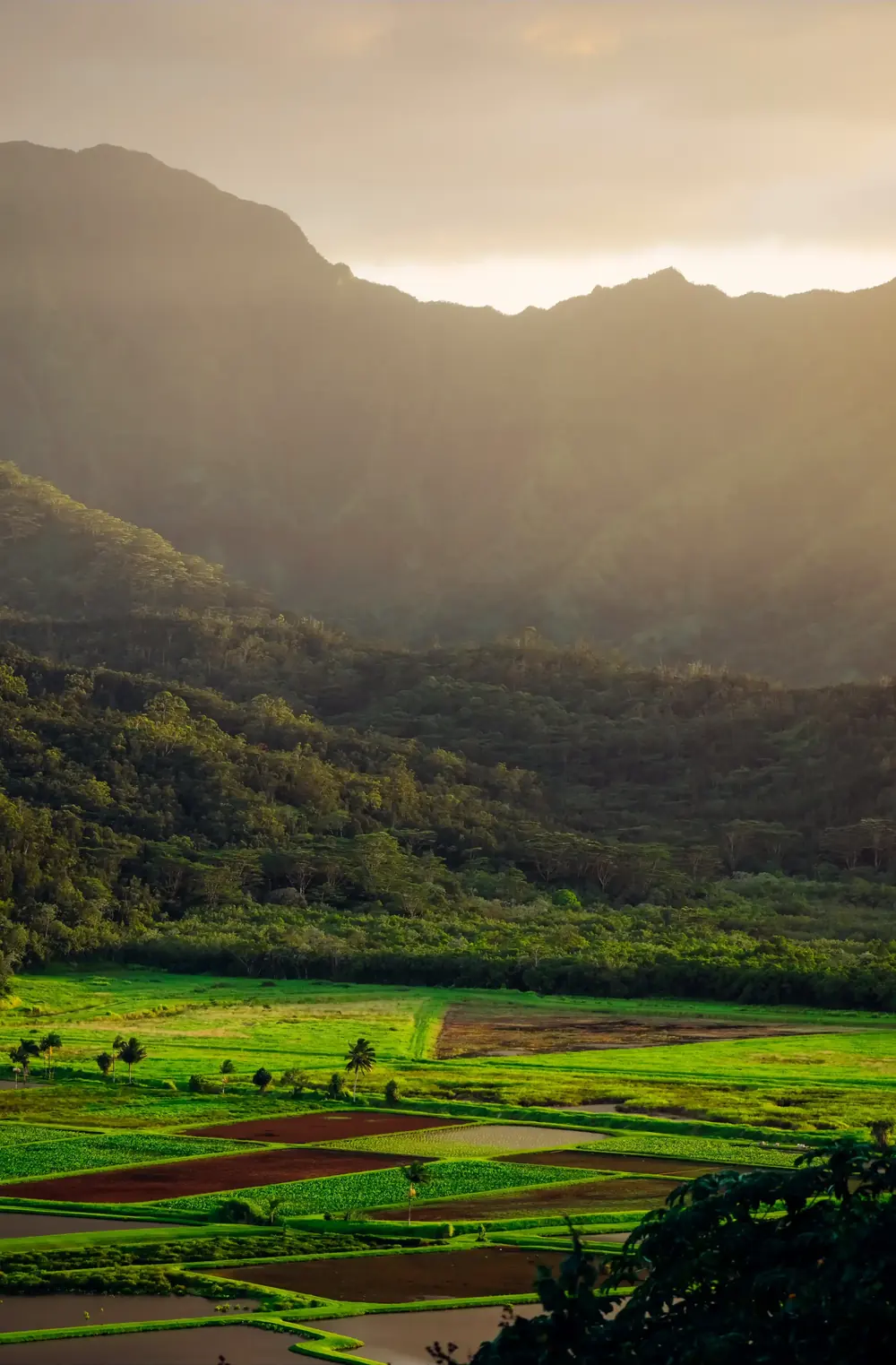 Taro fields terraced across a Hawaiian valley floor at golden hour, forested ridges rising behind
