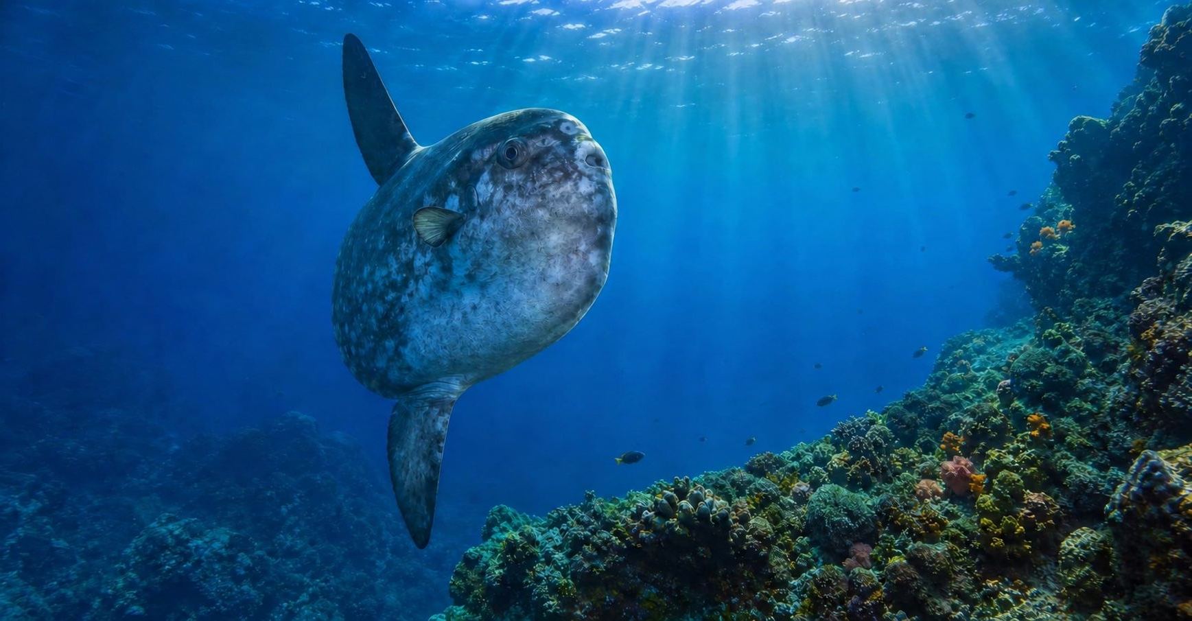 A sunfish over the reef